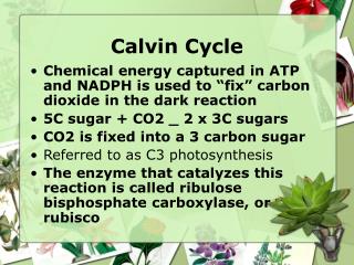 Calvin Cycle