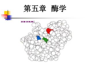 第五章 酶学