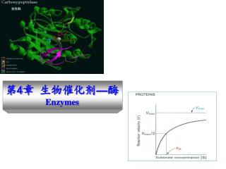 第 4 章 生物催化剂 — 酶 Enzymes