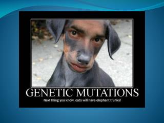 DNA Mutations