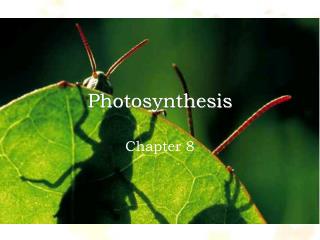 Photosynthesis