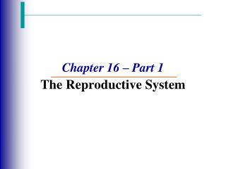 Chapter 16 – Part 1 The Reproductive System