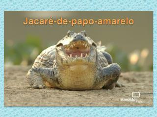 Jacaré-de-papo-amarelo