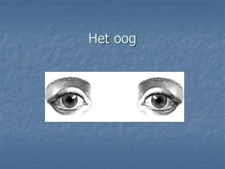 Het oog