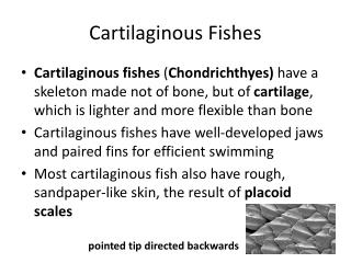 Cartilaginous Fishes