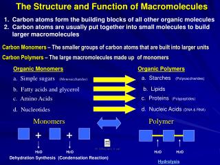 Carbon Monomers – The smaller groups of carbon atoms that are built into larger units