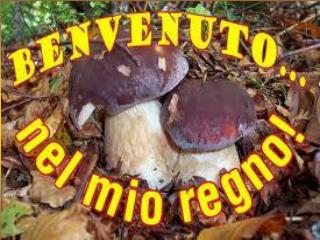 CHE COSA SONO I FUNGHI?