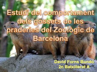 Estudi del comportament dels gossets de les praderies del Zoològic de Barcelona