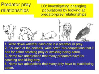 Predator prey relationships