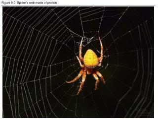 Figure 5.0 Spider’s web made of protein