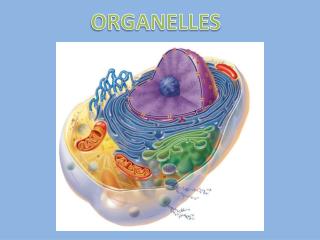ORGANELLES
