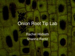 Onion Root Tip Lab