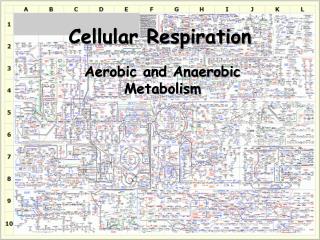 Cellular Respiration