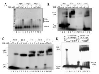 SSB - oligo