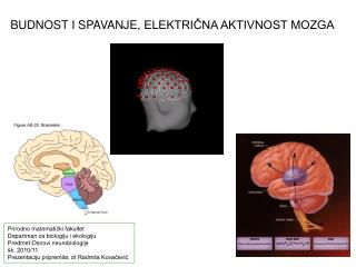 B UDNOST I SPAVANJE , ELEKTRIČNA AKTIVNOST MOZGA