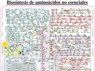 Biosíntesis de aminoácidos no esenciales