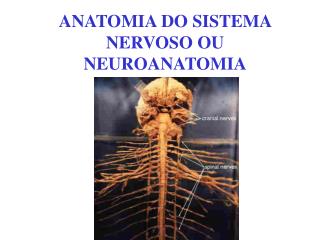 ANATOMIA DO SISTEMA NERVOSO OU NEUROANATOMIA