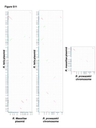 R. Massiliae plasmid