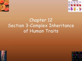 Chapter 12 Section 3-Complex Inheritance of Human Traits