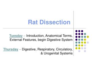 Rat Dissection