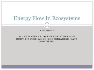 Energy Flow In Ecosystems