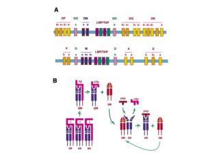 TABLE 2  Genetic, biochemical and molecular heterogeneity in BLS