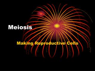 Meiosis