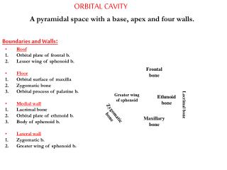 ORBITAL CAVITY