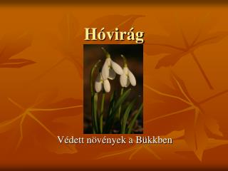 Hóvirág