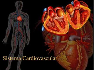 Sistema Cardiovascular