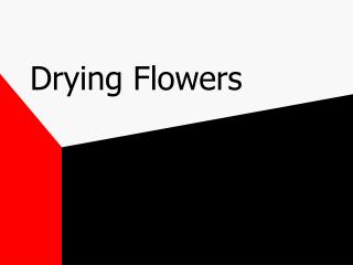 Drying Flowers