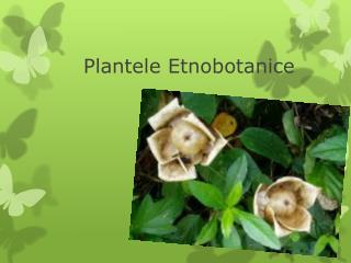 Plantele Etnobotanice