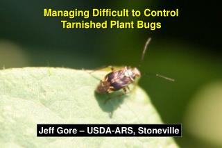 Managing Difficult to Control Tarnished Plant Bugs