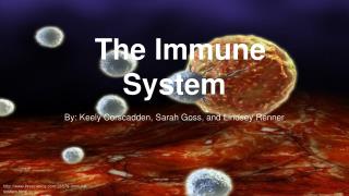 The Immune System