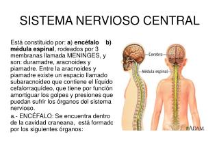 SISTEMA NERVIOSO CENTRAL