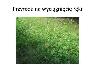 Przyroda na wyciągnięcie ręki