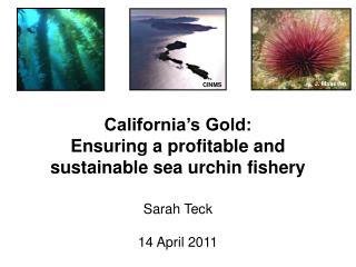 California’s Gold: Ensuring a profitable and sustainable sea urchin fishery