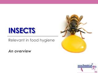 Insects