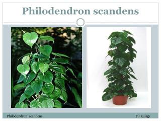 Philodendron scandens