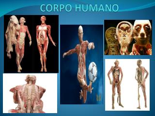 CORPO HUMANO