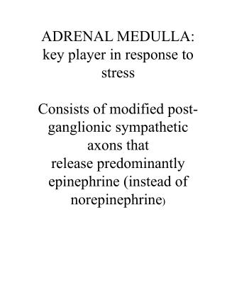 ADRENAL MEDULLA: key player in response to stress