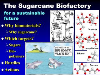 The Sugarcane Biofactory