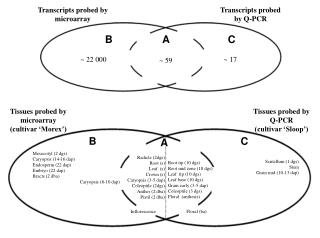 Transcripts probed by microarray