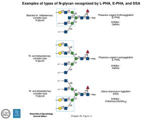 Chapter 45, Figure 2