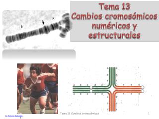 Tema 13 Cambios cromosómicos numéricos y estructurales