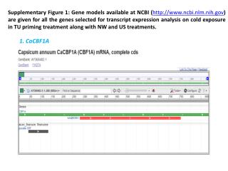 1. CaCBF1A