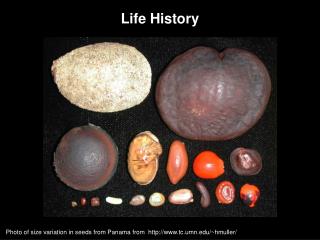 Life History