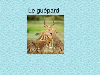 Le guépard