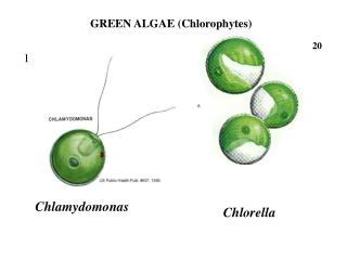 Chlamydomonas