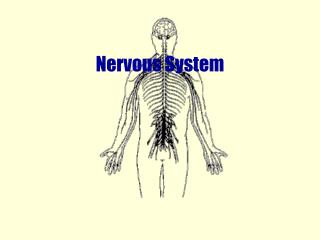 Nervous System